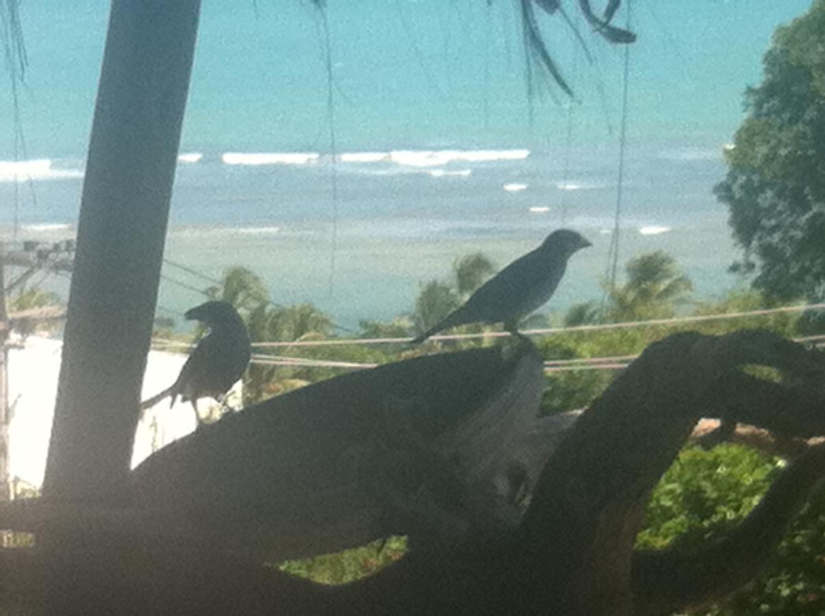 Novos Baianos Hostel E Pousada Porto Seguro Exteriör bild Two juvenile birds